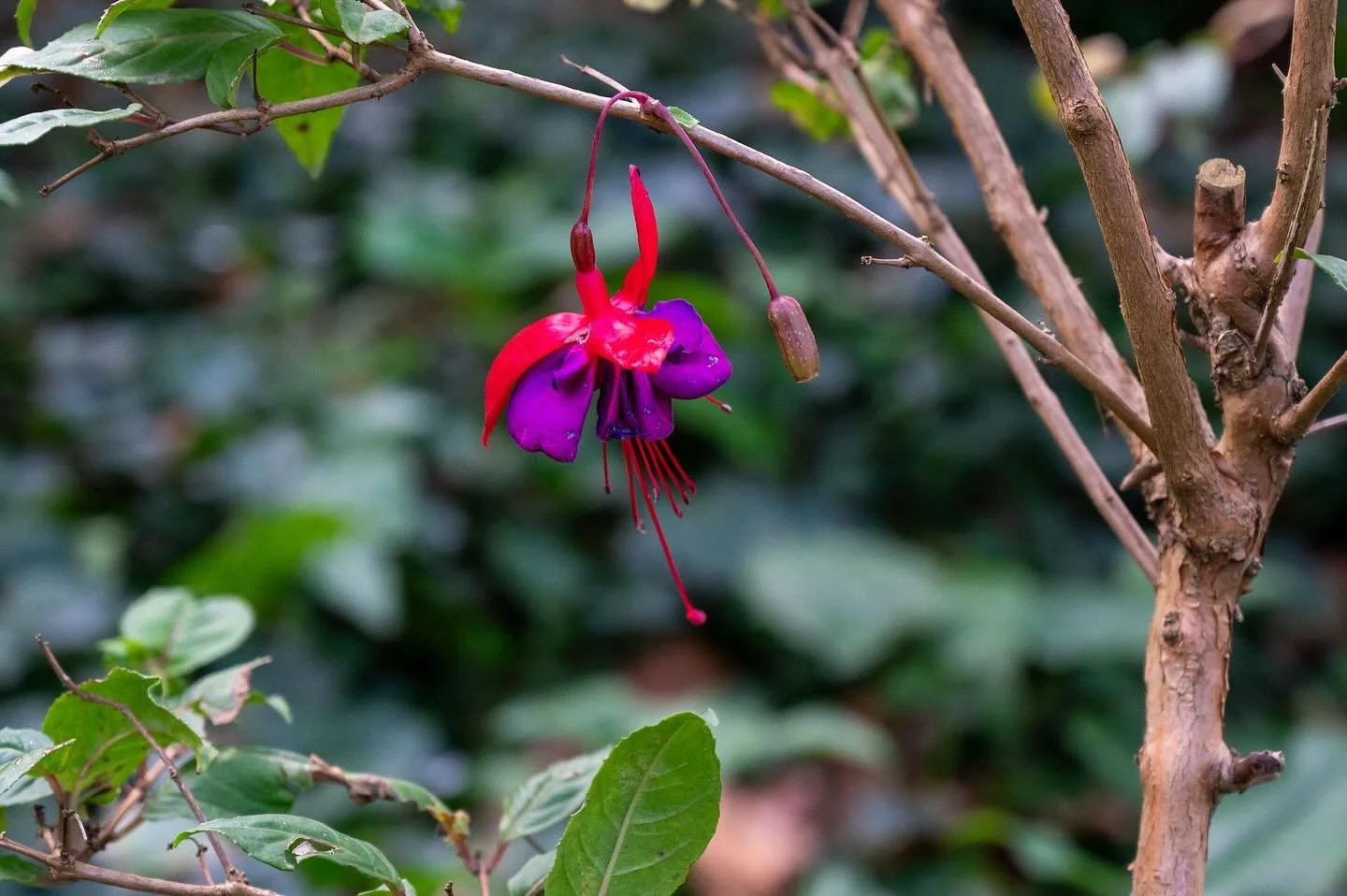 &ldquo;There&rsquo;s a responsibility in being a person. It&rsquo;s more than just taking up space where air would be.&rdquo;
John Steinbeck, East of Eden
#fushia #flowerstagram #steinbeck #eastofeden #responsability #nikonz