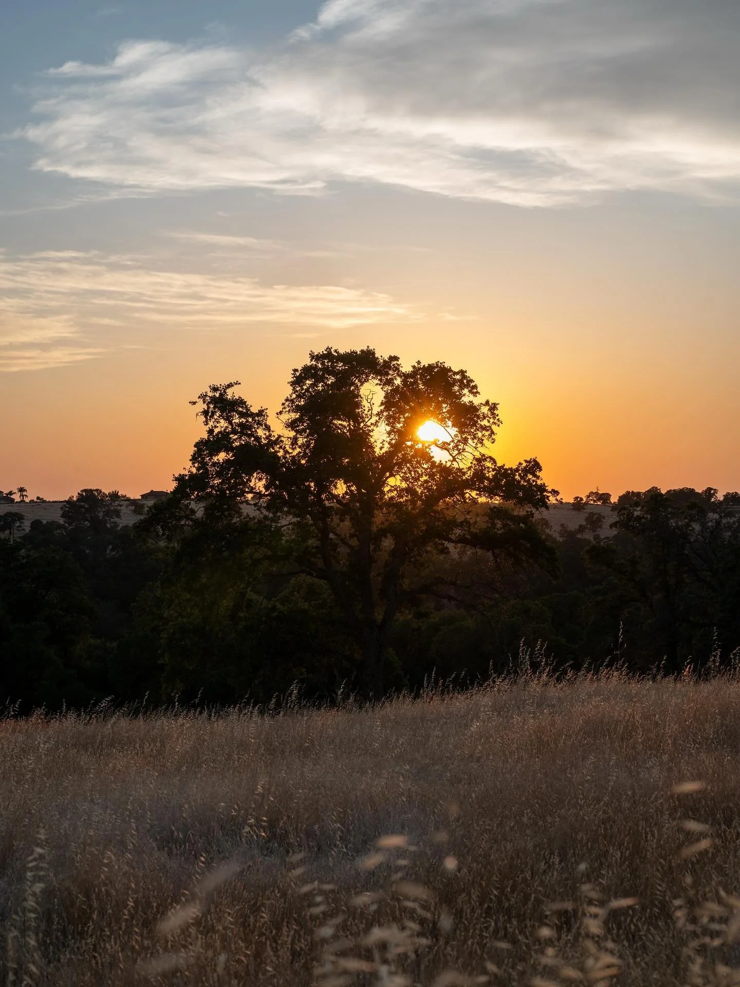 Freedom is not worth having if it does not include the freedom to make mistakes.
Mahatma Gandhi #mahatma_gandhi #oak #sacramento #california #freedom #mistakes #sunset