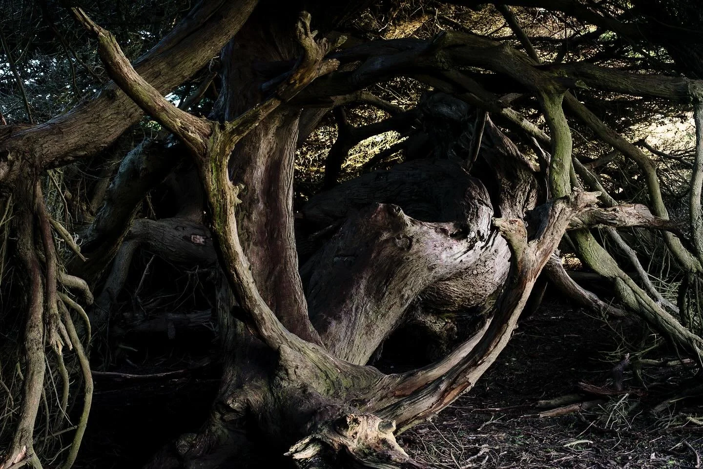 The woods are lovely, dark and deep, 
But I have promises to keep, 
And miles to go before I sleep 
Robert Frost #frost #poetry #nikonphotography #nikonphotographers #califonia #norcal #coast #treestagram