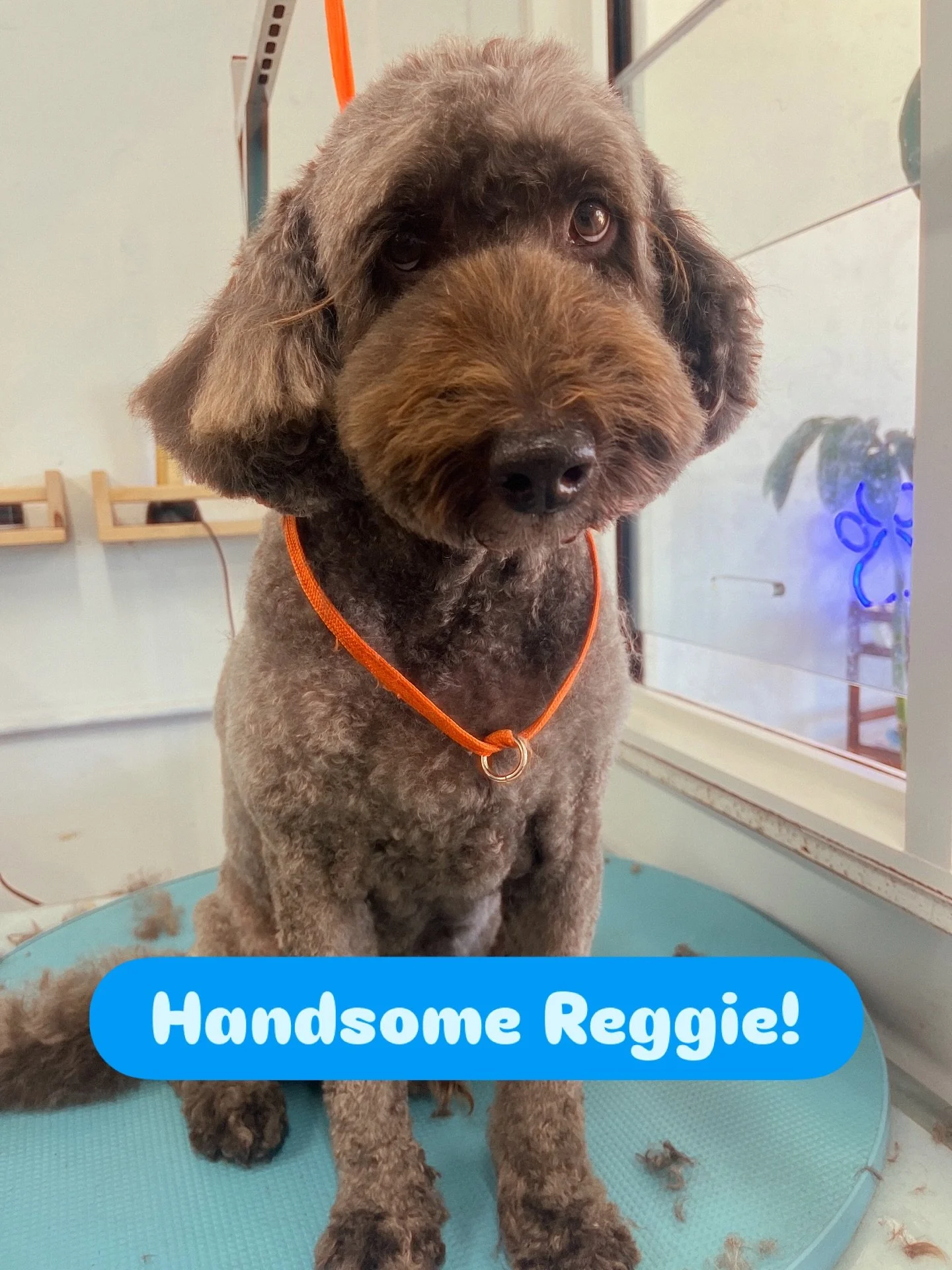 My boy Reggie after his groom! #dog #dogsofinstagram #curlcurlbeach #doggroomer