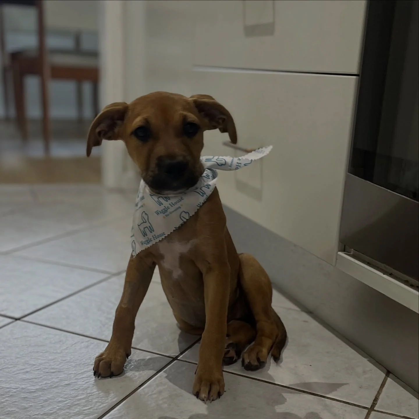 Welcome to the newest member of Waggle House Pet Grooming! ❤️💖

We are overwhelmed with joy, to have Zoe Toast as our paw daughter !

Thank you @wallys_doggie_rescue for your beautiful work, we couldn&rsquo;t be happier! Zoe has adapted very well to