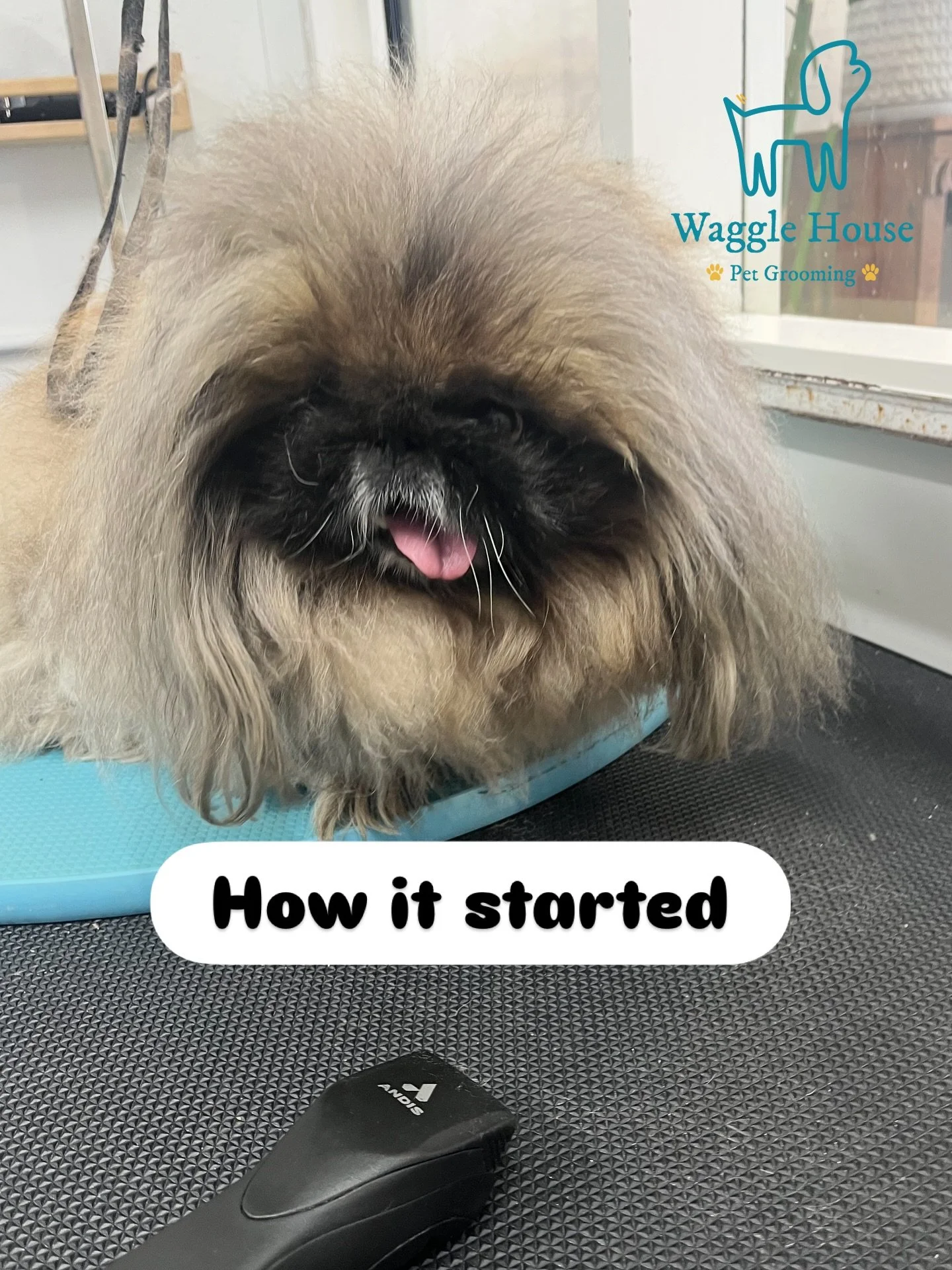 Grooming older dogs is always challenging and rewarding ❤️💖

They are cute, fragile, little skittish, little bit blind, and little bit deaf&hellip; but they show us grace and love the entire time! 🥹🐶

The Pekingese (also spelled Pekinese) is a bre