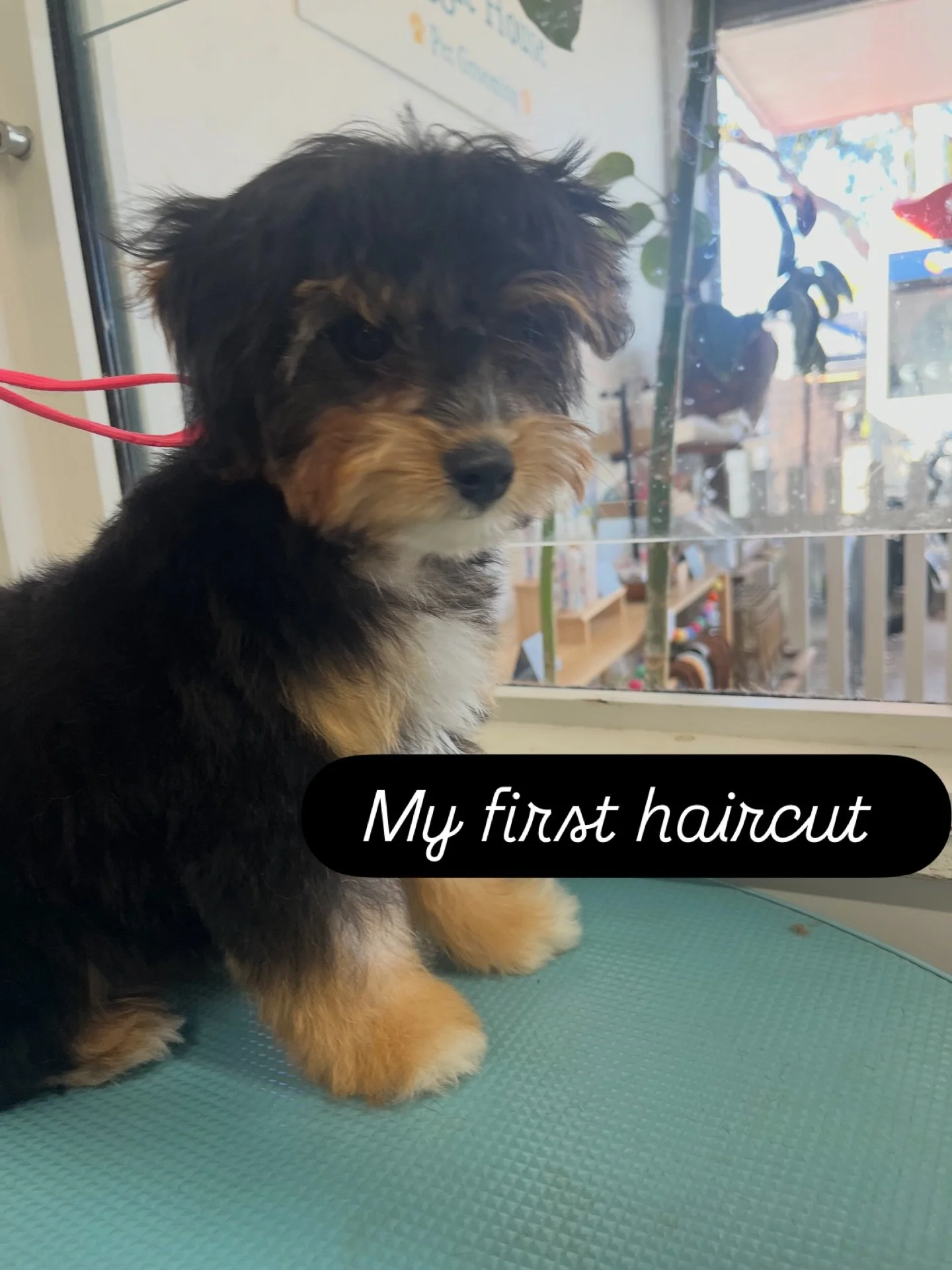🐶✨ Give your puppy the best start with a gentle grooming introduction ✨🐶

Our Puppy Introduction Sessions are designed to create a positive, stress-free experience from day one 💛

Why it matters:
&bull; Builds confidence with new sounds, tools &am