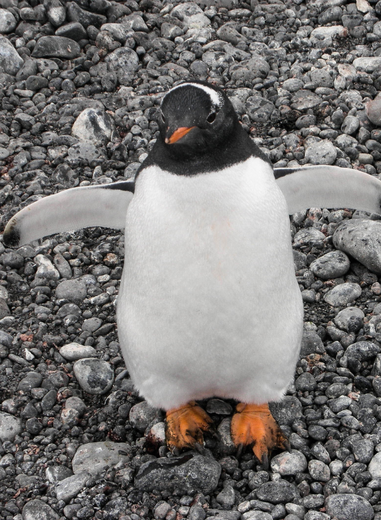 penguin over pebbles walking