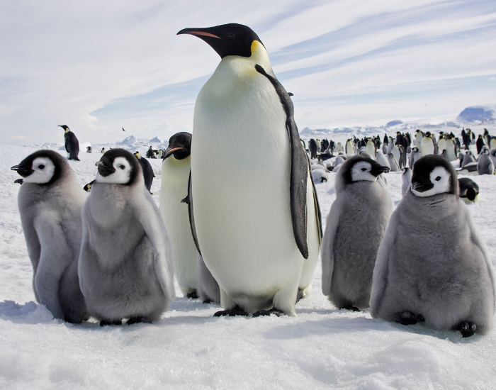 a group of emperor penguins, including babies, crowding