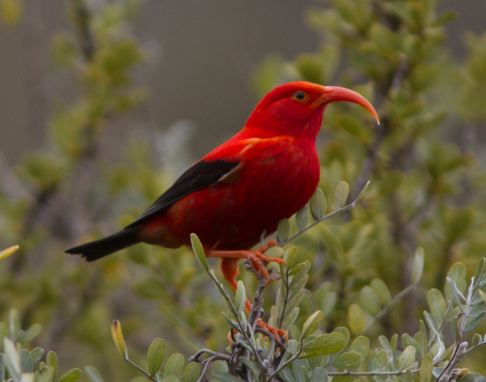 a Alternate Filename Hawaiian honeycreepers in its habitat