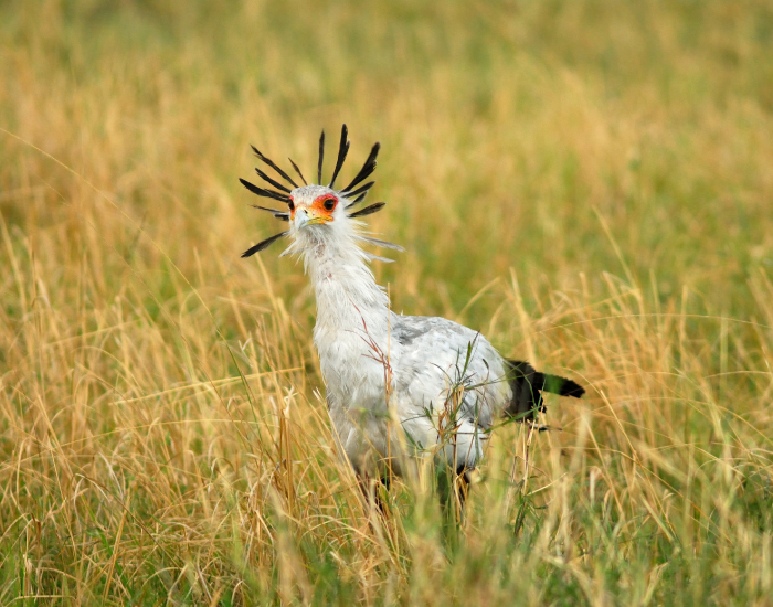 What Kind of Bird is in the Savanna: Discover Stunning Wildlife Facts