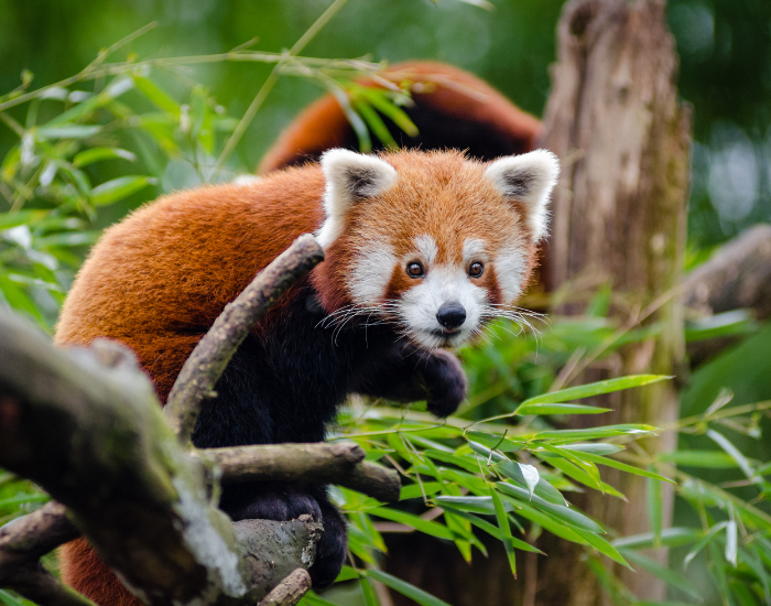 red panda on a tree