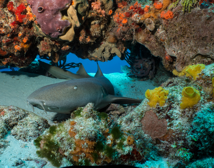  Nurse shark in cozumel surrounded by coral