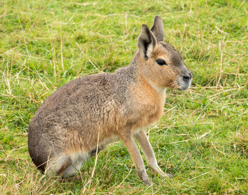 iconic-animals-in-argentina-native-wildlife-guide-wildlife-nomads