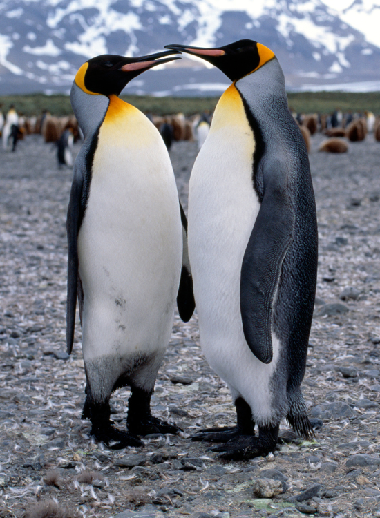 two penguins looking at each other