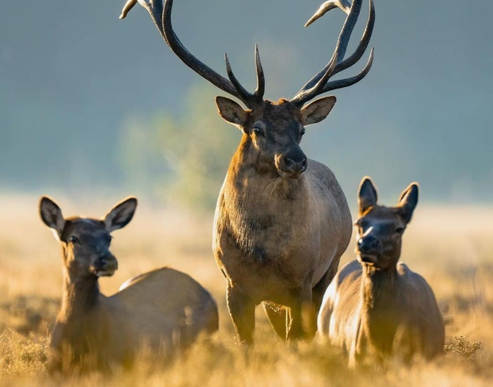 three deers on a grassfield