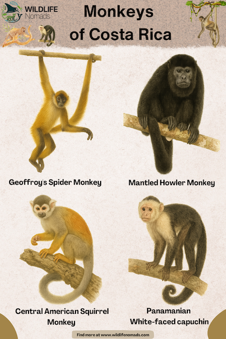 Illustrations of the 4 monkeys you can find in Costa Rica