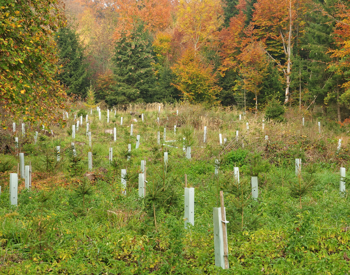Carmen Hauser reforestation on a clear land