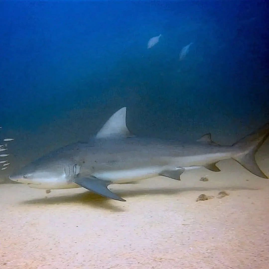 shark in cabo pulmo