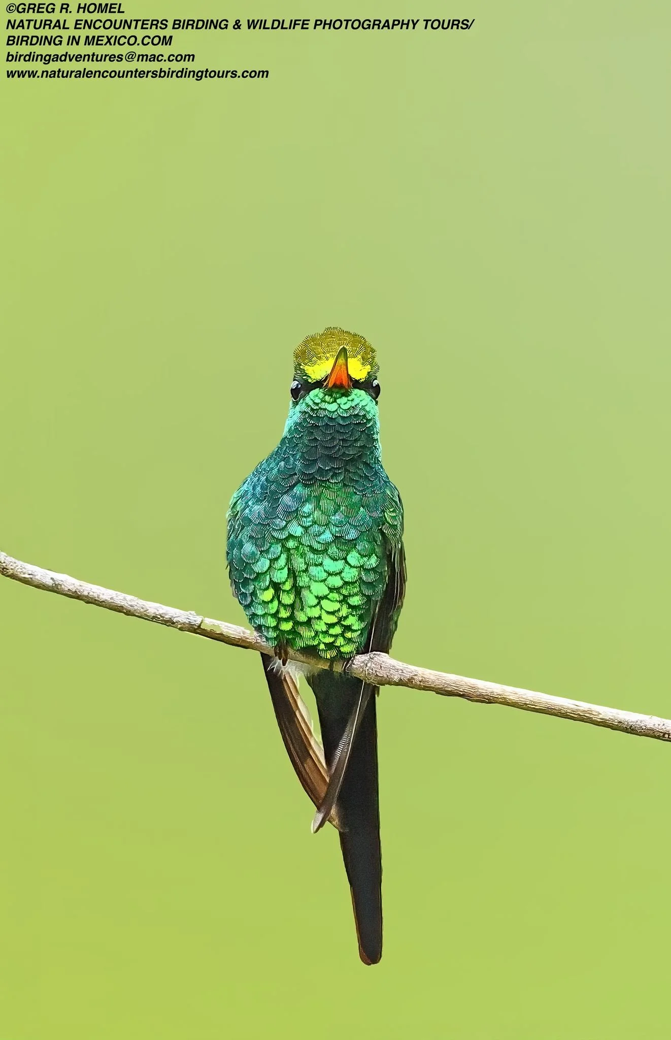 hummingbird.jpg