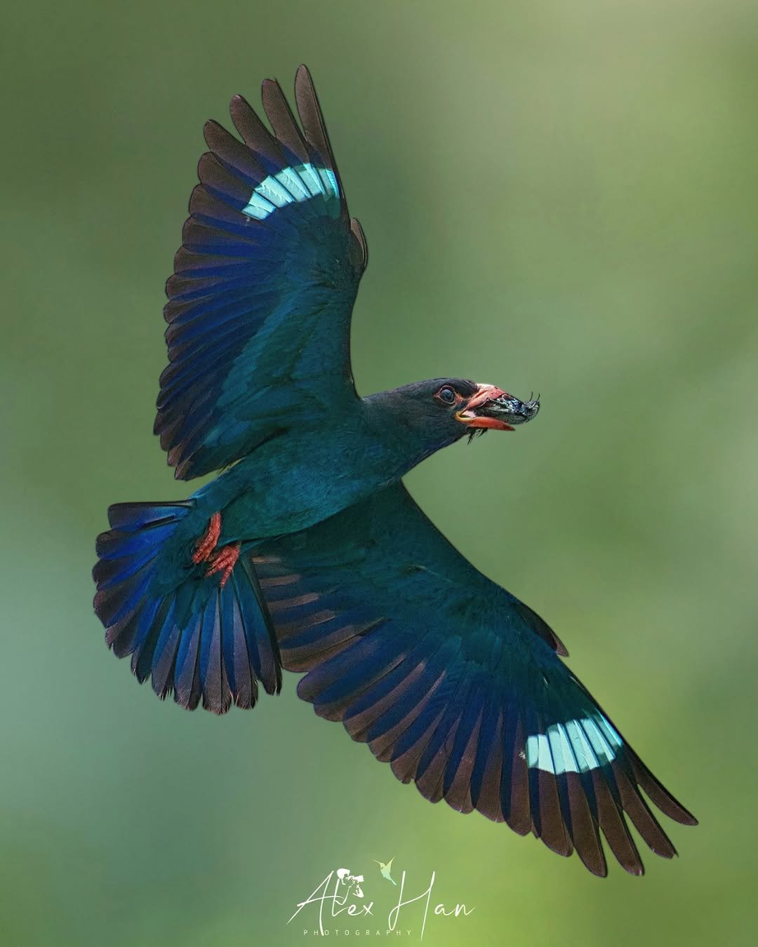 This is the Oriental Dollarbird! (Eurystomus orientalis), photographed in Singapore by @alexhan_wildlife . Named for the coin-shaped blue spots on its wings, this species ranges from India to Southeast Asia and northern Australia. It&rsquo;s a migrat