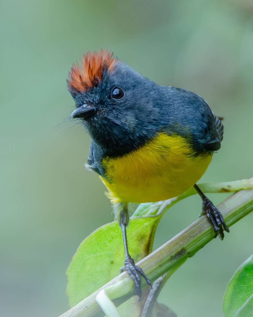 Meet Slate-throated Redstart (Myioborus miniatus) photographed by @jhonmerchan23 . This little warbler is found in montane forests from Mexico a&ntilde;l the way to northern Bolivia. They were once known as the Slate-throated Redstart, a name that wa