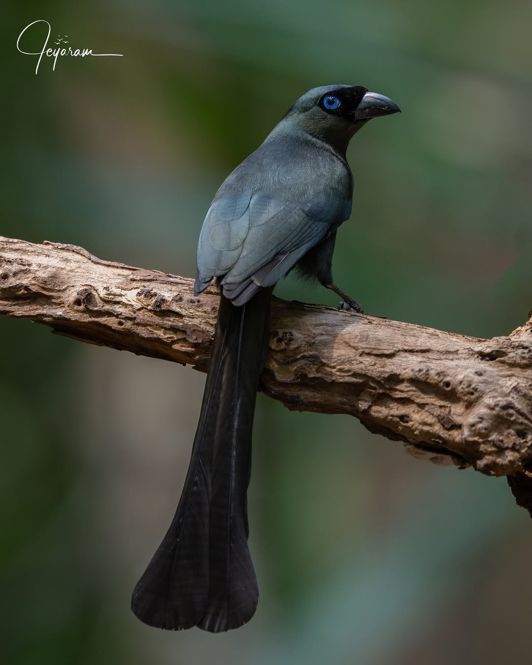 The Racket-tailed Treepie (Crypsirina temia). This species is found in lowland forests and secondary growth across Southeast Asia. Its most distinctive feature is its long tail with spatula-shaped tips, which are used in visual displays during social