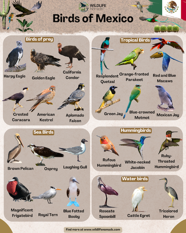 What is Mexico'S Bird 