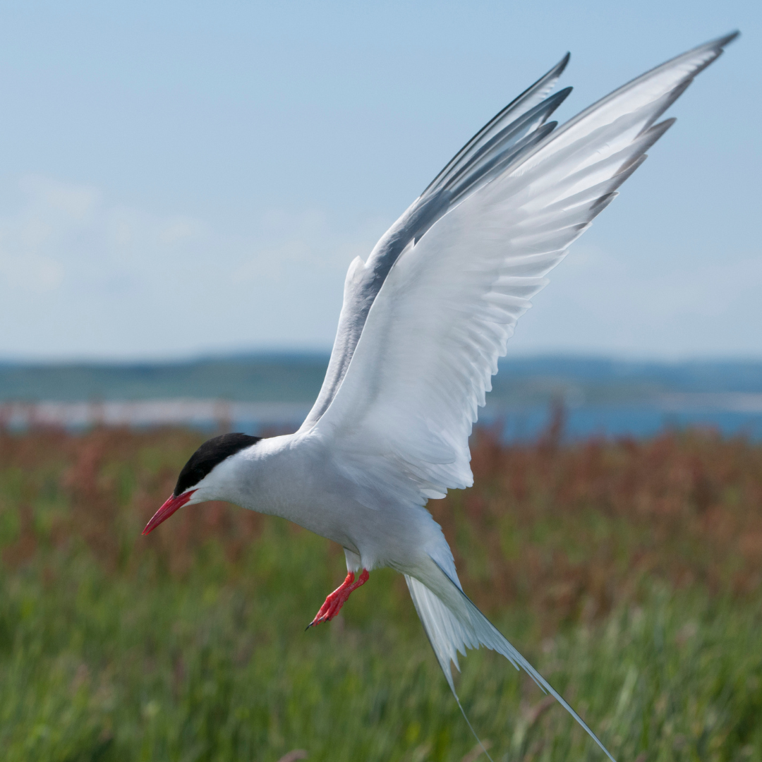 Top 5 Longest Animal Migrations in Nature — Wildlife Nomads