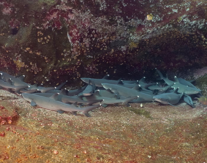  White tip reef sharks in Socorro Island