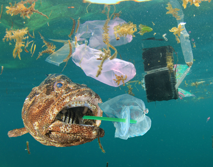 Rich Carey Fish eating plastic pollution in ocean