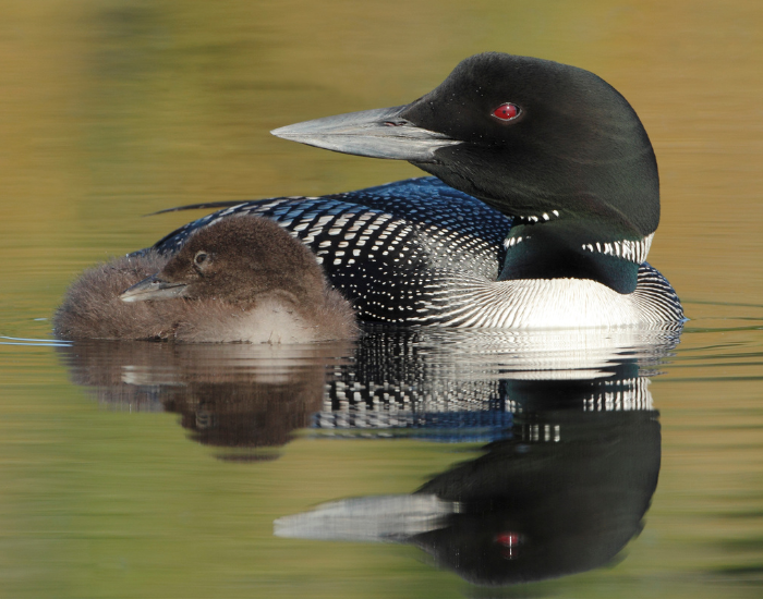 Animals of Canada: Iconic Canadian Wildlife — Wildlife Nomads