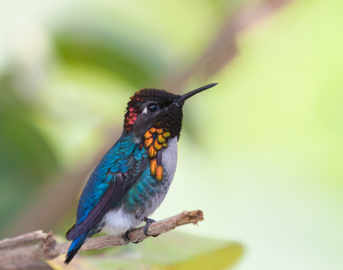 Getty Images bee hummingbird close up