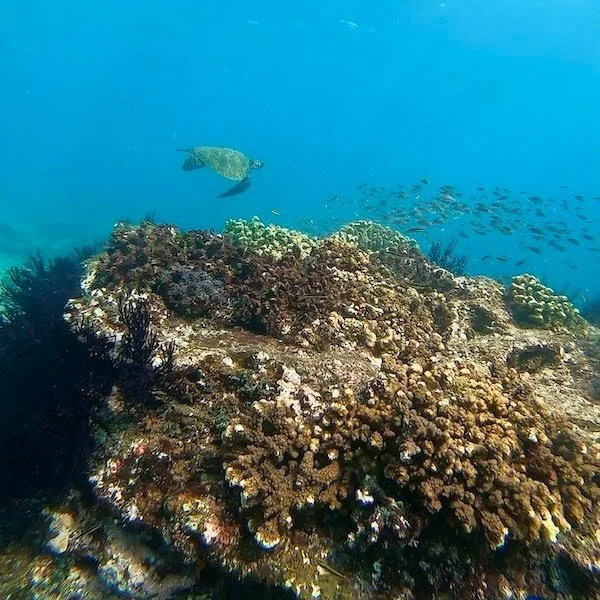 A marine turtle swimming in cabo pulmo marine park