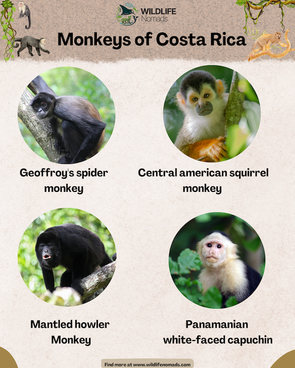Monkeys Of Costa Rica The Four Monkeys Of The Jungle Wildlife Nomads Monkeys Of Costa Rica The Four Monkeys Of The Jungle Wildlife Nomads