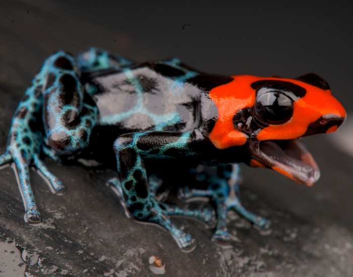 close up of a Peruvian poison frog