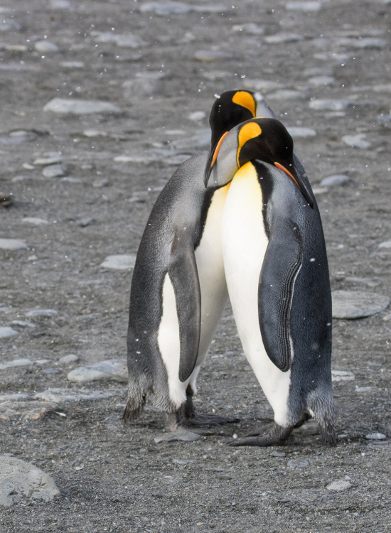 couple of penguin hugging on antartica
