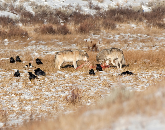 wolves eating from a carcass and raves around them