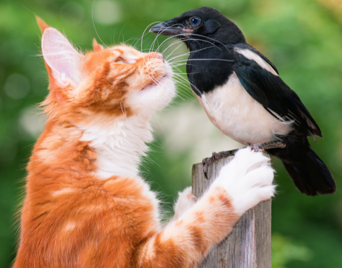 a close encounter face to afce of a cat and a bird