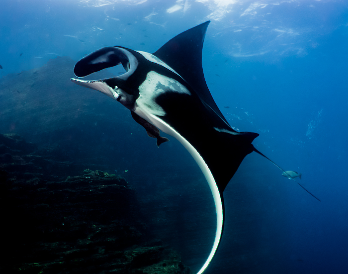 Manta Ray in Socorro Island