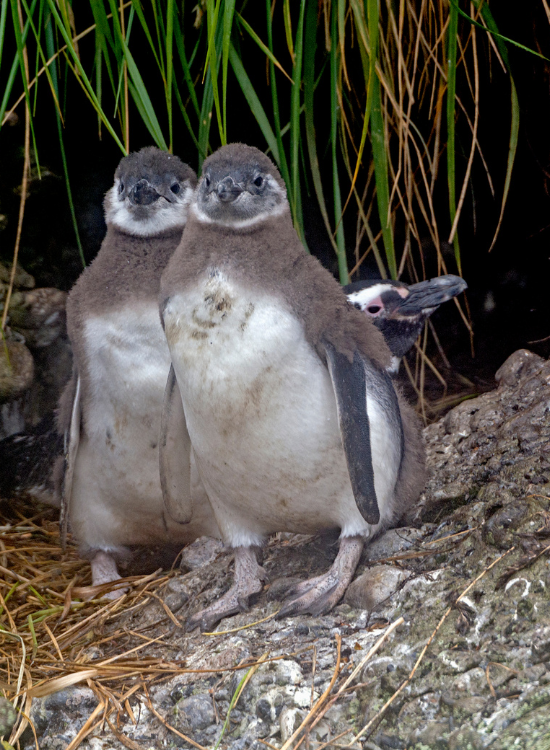 couple of penguins over a rock