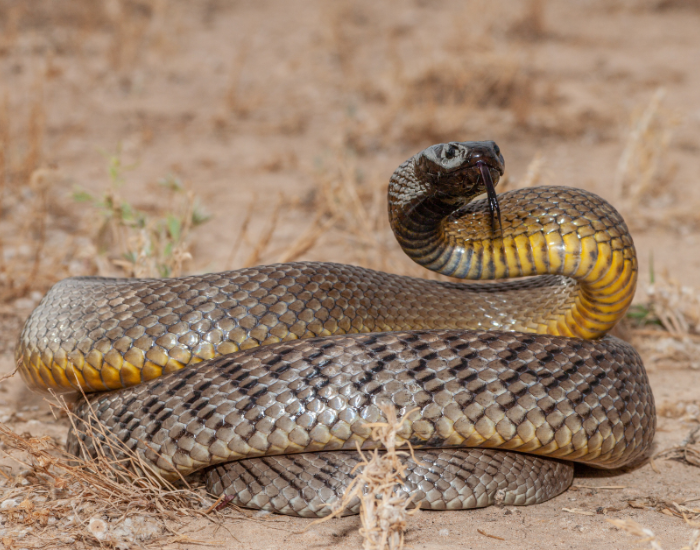 Inland Taipan on a desert