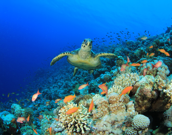 Rich Carey a sea turtle swimming on a coral reef with many fish