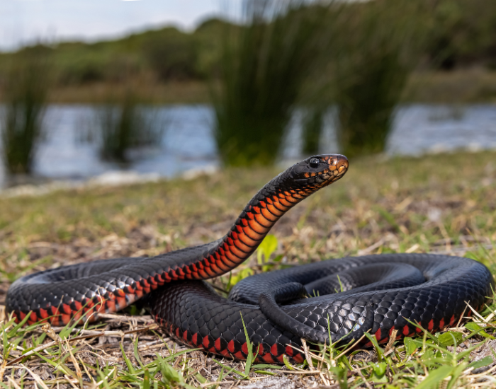 a Red-Bellied Black Snake over grass with a lake on the background