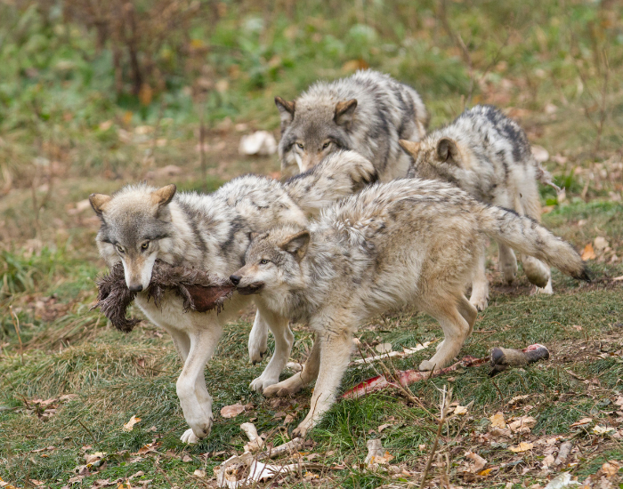 Wolves Keystone Predators Apex Predators: How They Shape and Protect Ecosystems — Wildlife Nomads
