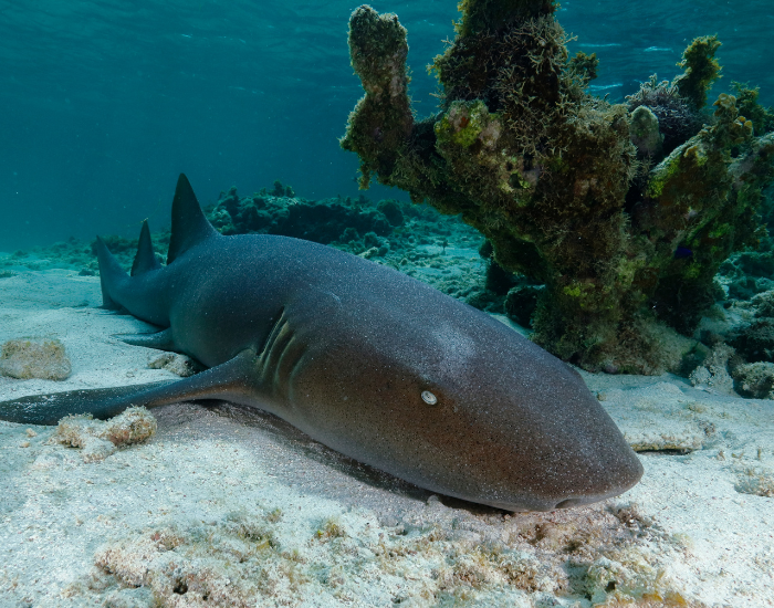  Nurse shark in costa maya