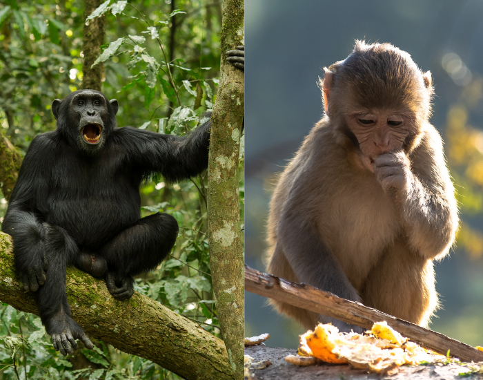  image with two photos: On the left: a chimpanzee on a tree in the jungle, on the right: a monkey