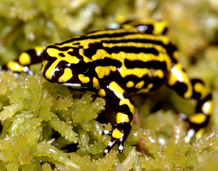 Northern Corroboree Frog standing over moss