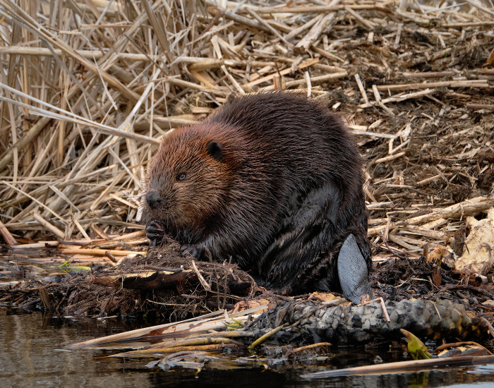 Animals of the United States: 10 Iconic Species — Wildlife Nomads