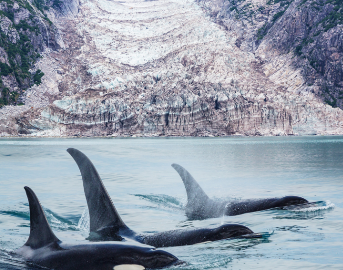 Best Places to See Killer Whales in the Wild: Top 12 — Wildlife Nomads