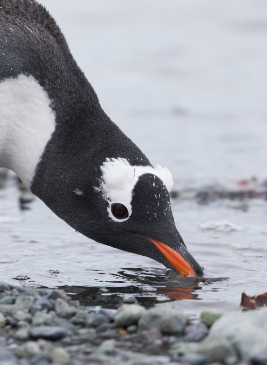 close up of a penguin drinking water