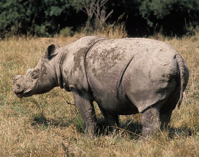 a sumatran rhino in its habitat