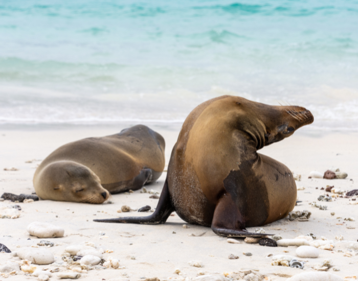 Two Galapagos sea lions on the beach on isla genovesa