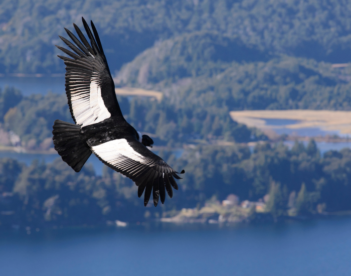 12 Iconic Animals in Colombia You Need to Know — Wildlife Nomads